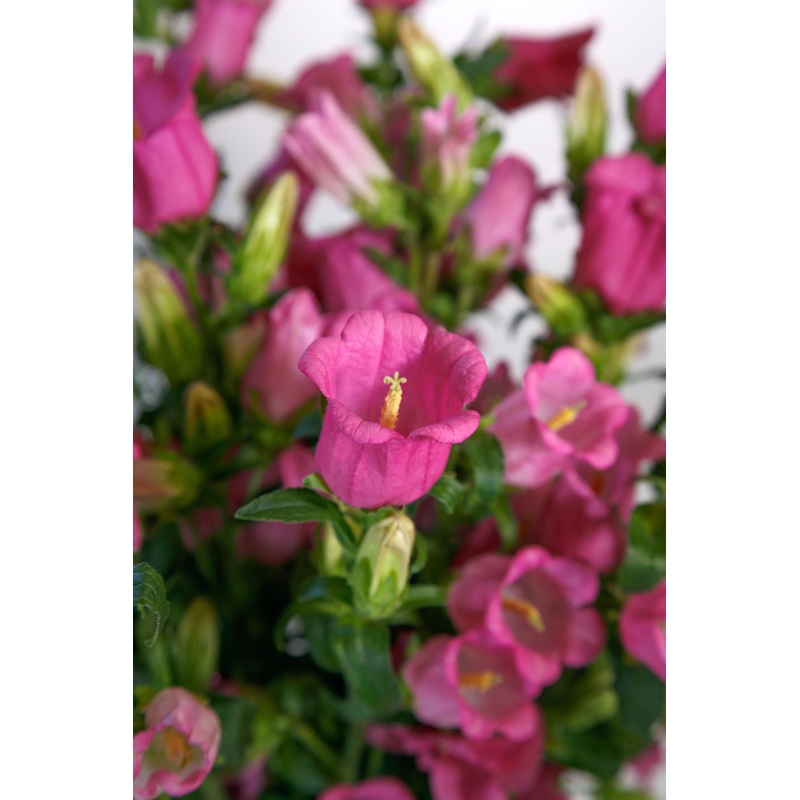 Campanula Champion II Rose Flower Seeds