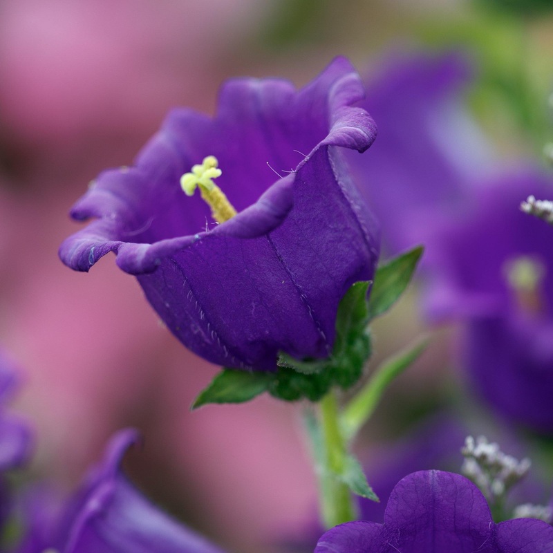 Campanula Champion Pro Deep Blue Flower Seeds