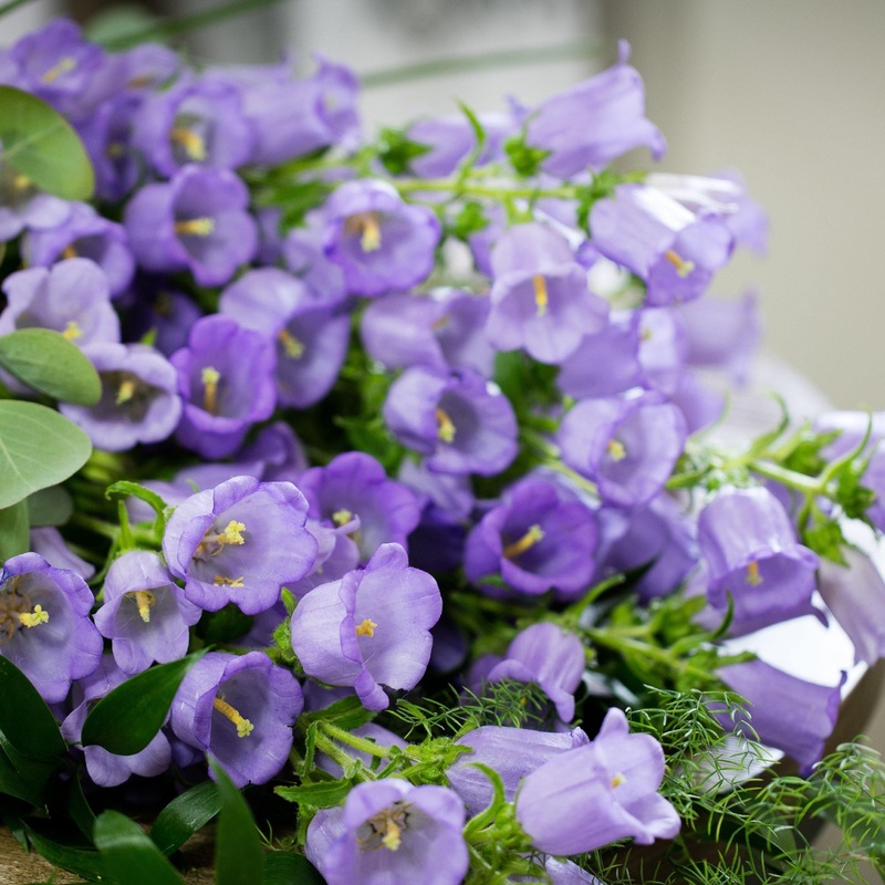 Campanula Champion Pro Lavender Flower Seeds