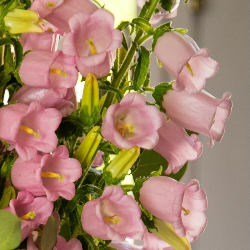Campanula Champion Pro Light Pink Flower Seeds