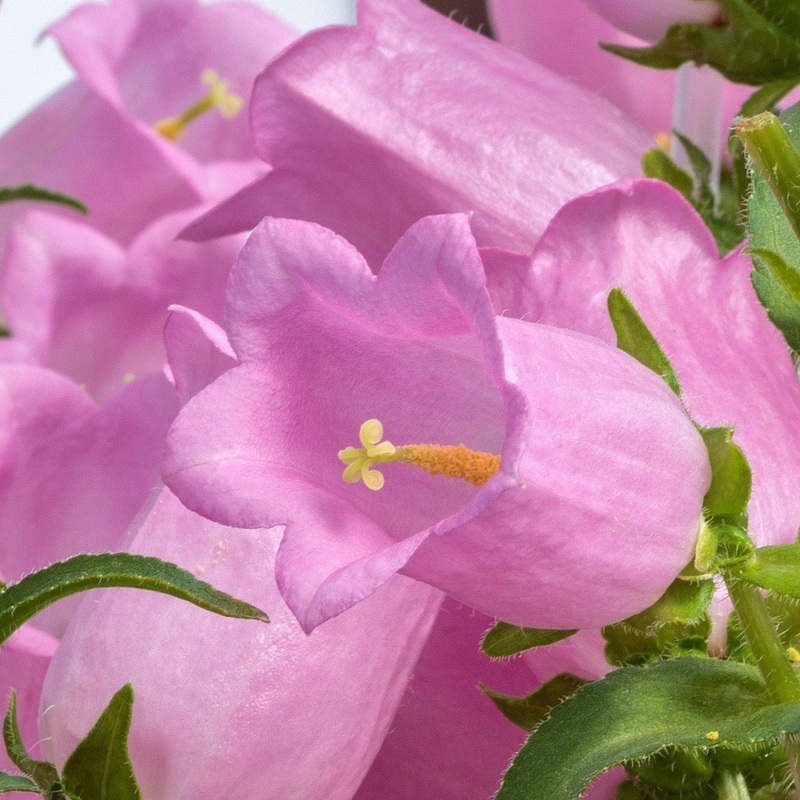 Campanula Champion Pro Pink Flower Seeds