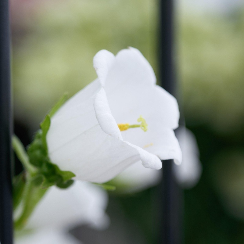 Campanula Champion Pro White Flower Seeds