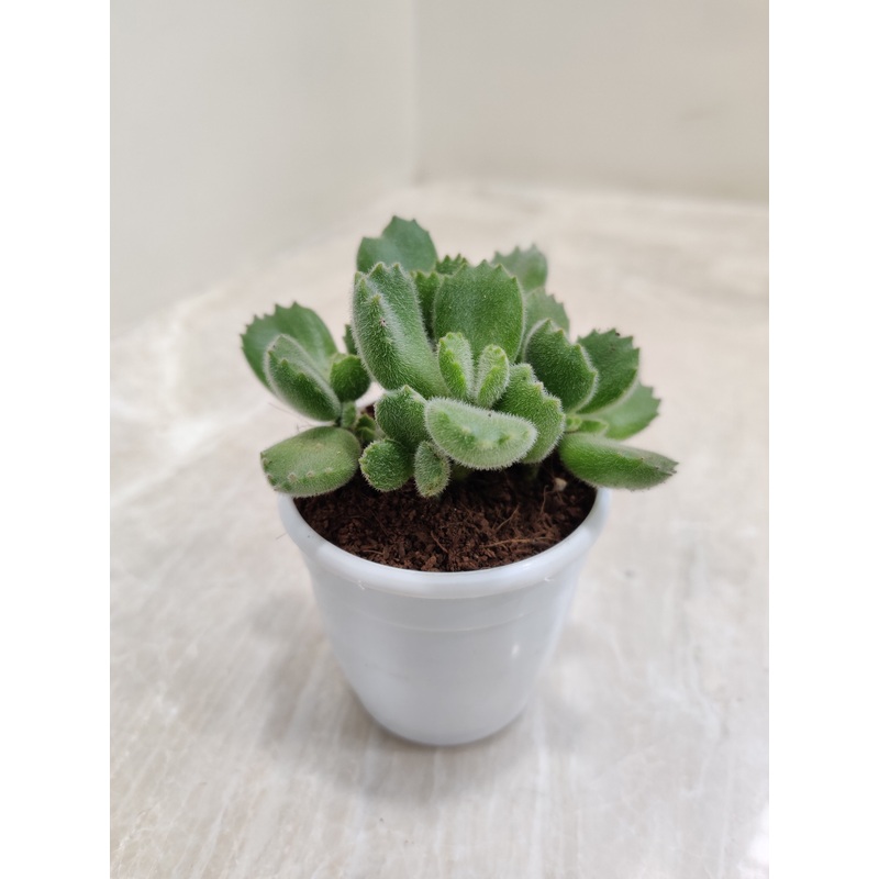 Cotyledon Tomentosa Bear Paw Succulent Plant
