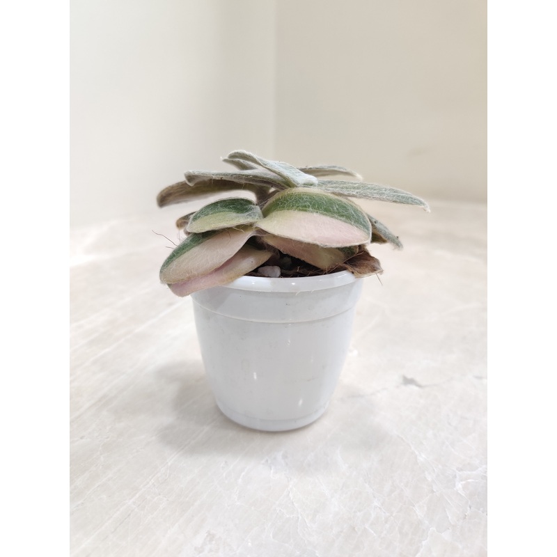 Tradescantia Sillamontana Varigated  Succulent Plant