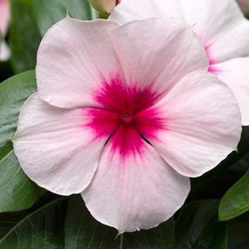 Vinca Cora Cascade Apricot Flower Seeds