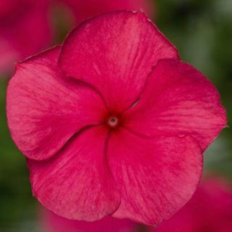 Vinca Cora Cascade Cherry Flower Seeds