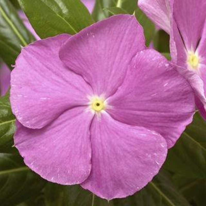 Vinca Cora Cascade Lavender with Eye Flower Seeds