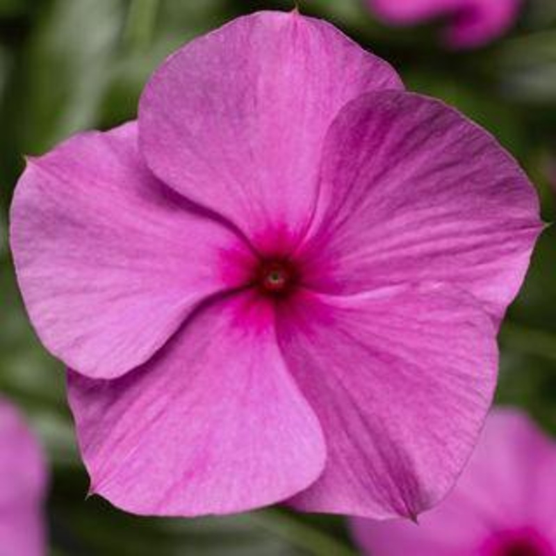 Vinca Cora Cascade Lilac Flower Seeds