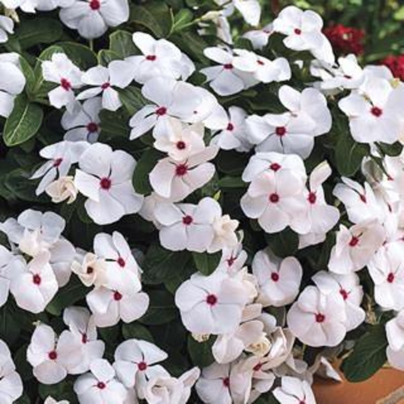 Vinca Cora Cascade Polka Dot Flower Seeds