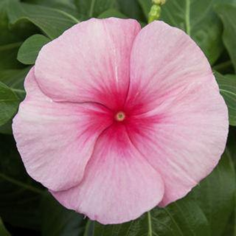 Vinca Cora Cascade Strawberry Flower Seeds