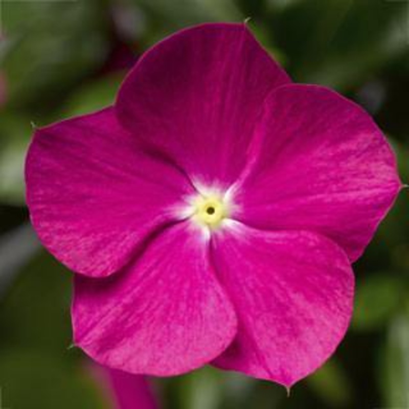 Vinca Cora Cascade Violet Flower Seeds
