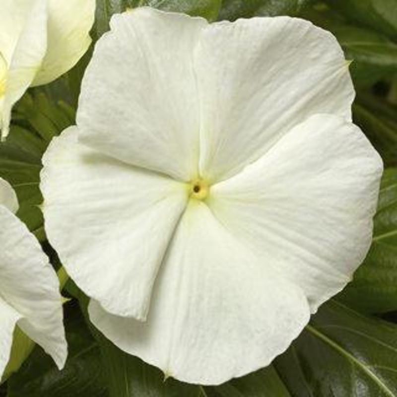 Vinca Cora Cascade White Flower Seeds