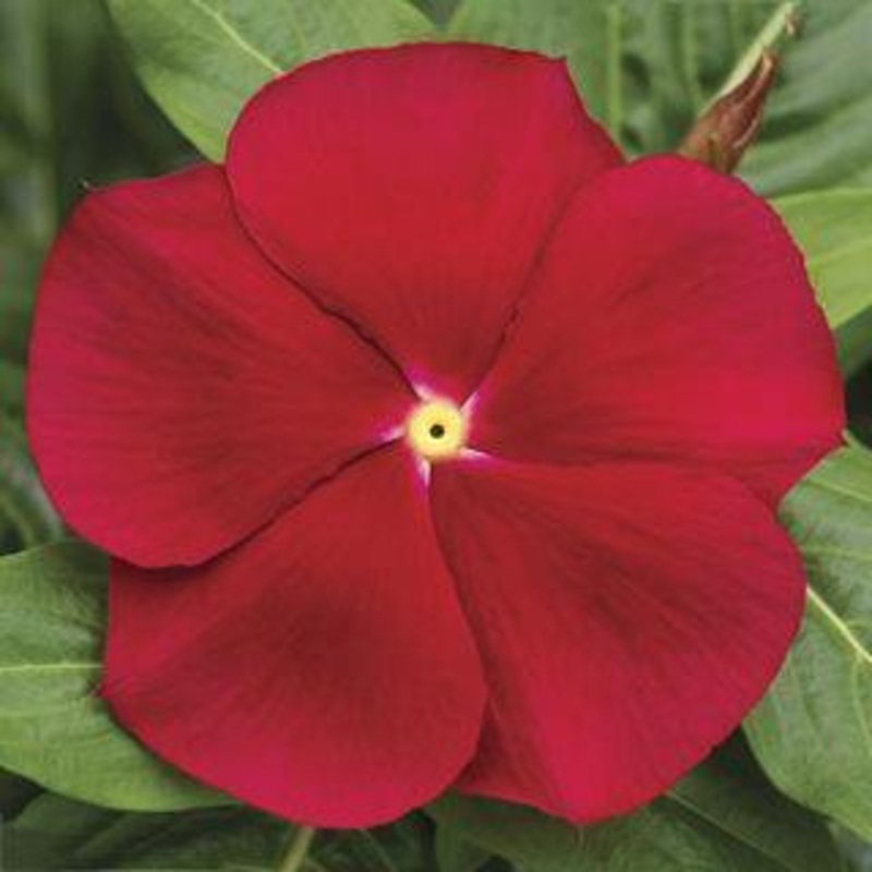 Vinca Cora Classic Red Flower Seeds
