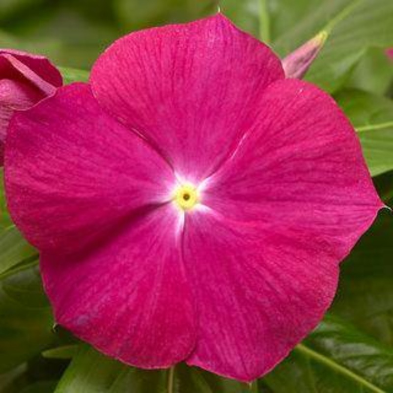 Vinca Cora XDR Cranberry Flower Seeds