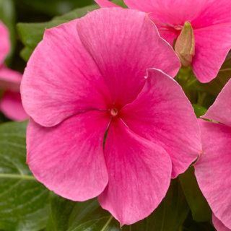 Vinca Cora XDR Deep Strawberry Flower Seeds
