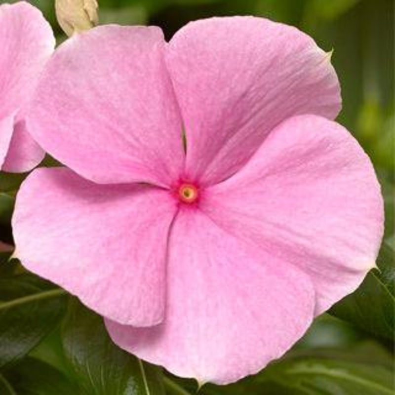 Vinca Cora XDR Light Pink Flower Seeds