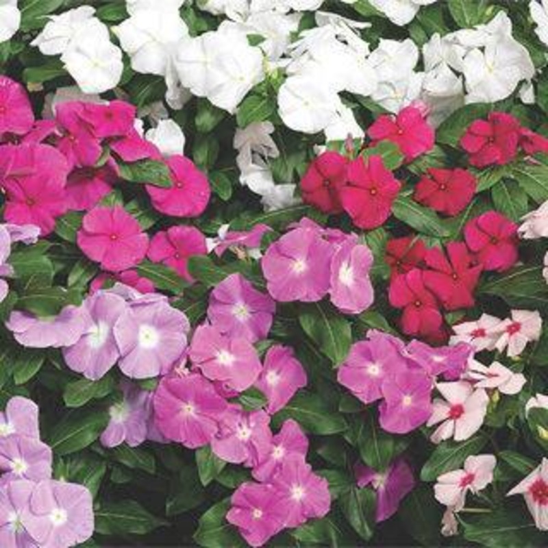Vinca Cora XDR Mix Flower Seeds