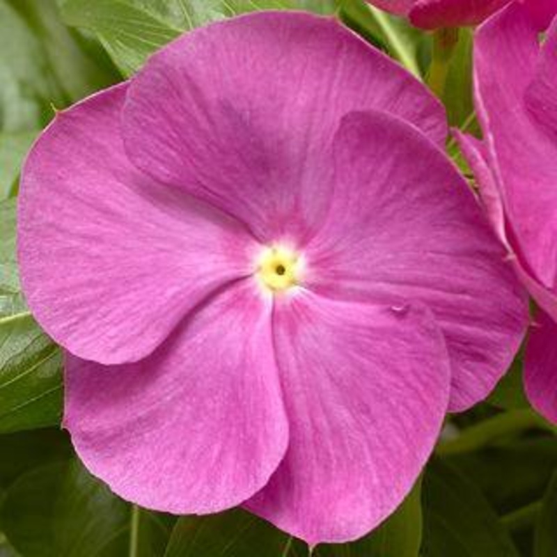 Vinca Cora XDR Orchid Flower Seeds