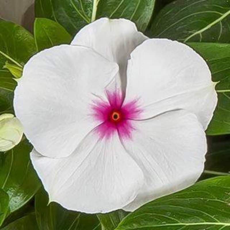 Vinca Cora XDR Polka Dot Flower Seeds