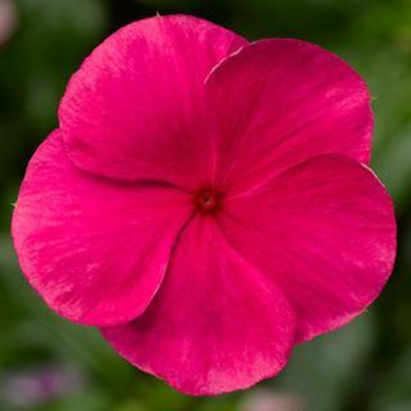 Vinca Cora XDR Punch Flower Seeds
