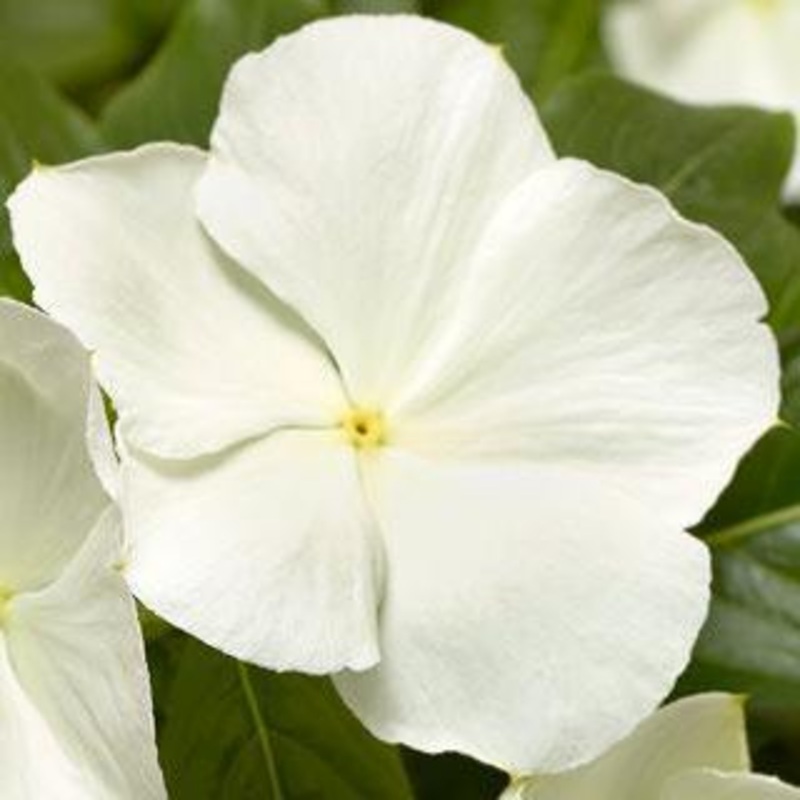 Vinca Cora XDR White Flower Seeds