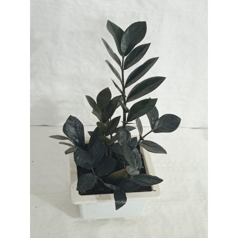 Zamioculcas Black Plant