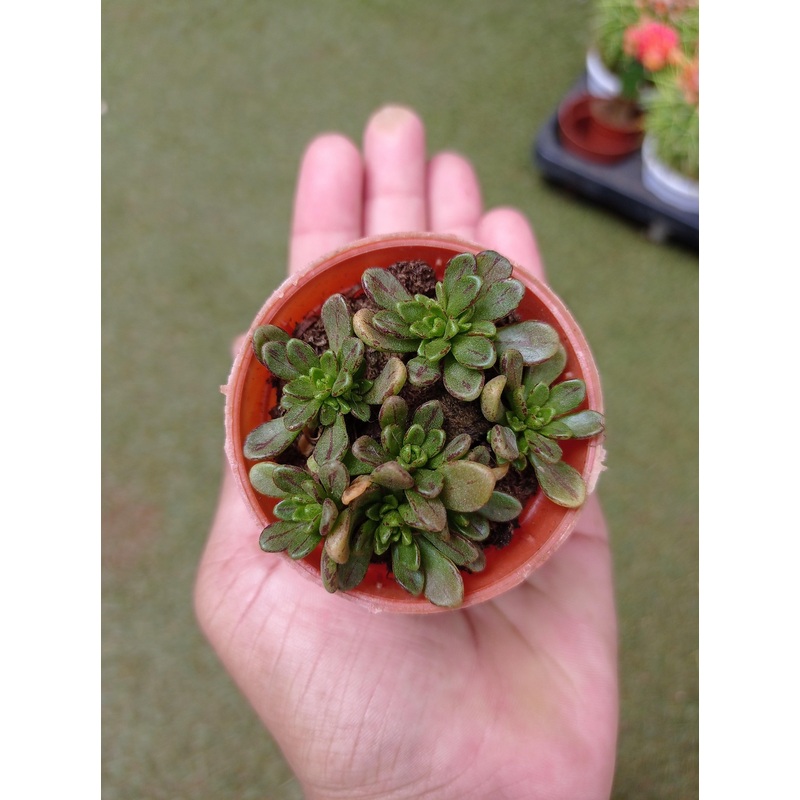 Aeonium Sedifolium Small Succulent Plant