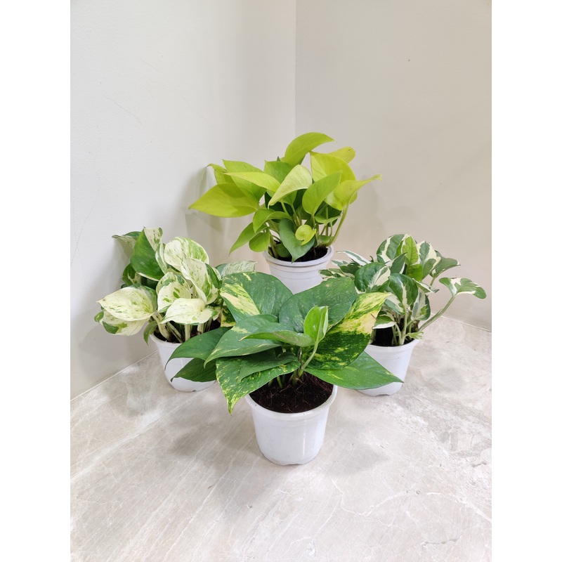 Air-Purifying Money Plants in Flower Pots (Pack of 4)