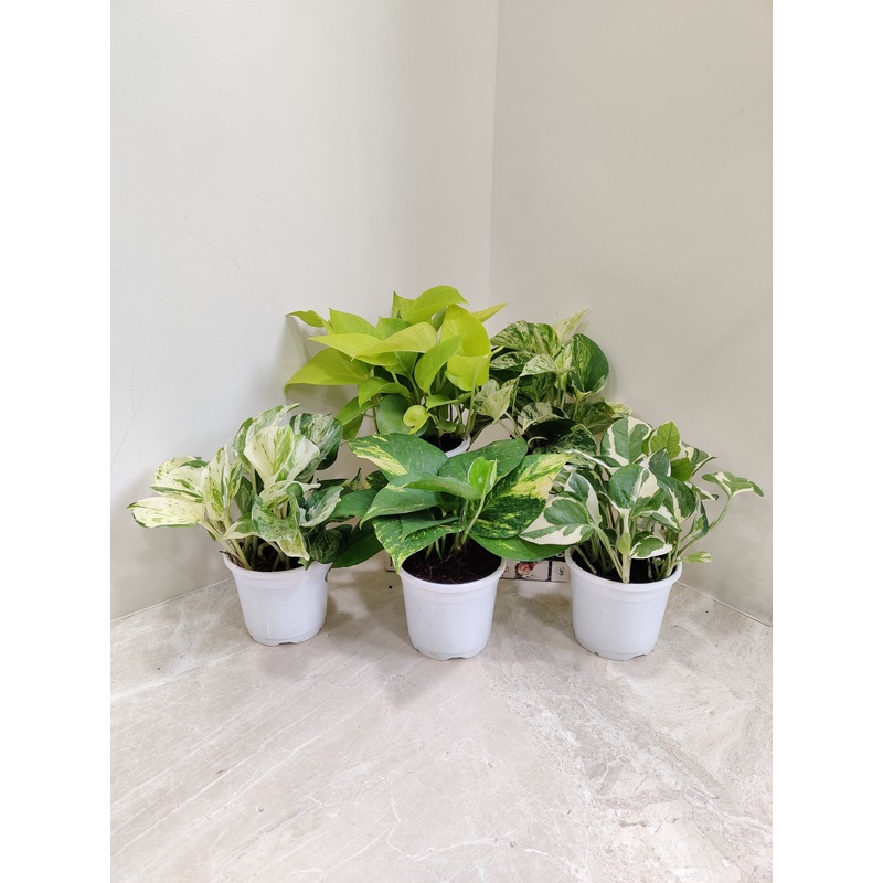 Air-Purifying Money Plants in Flower Pots (Pack of 5)