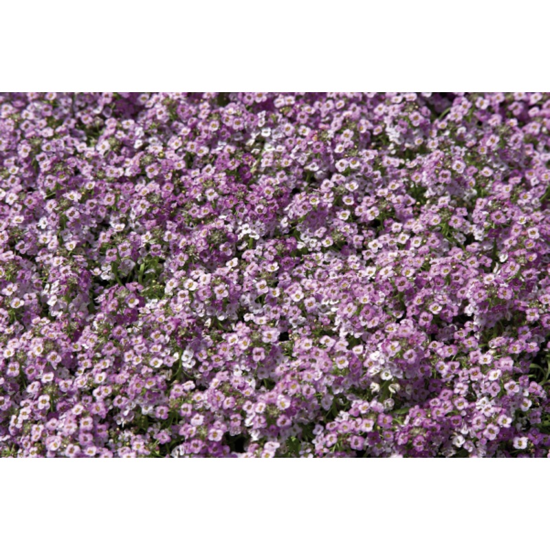 Alyssum Wonderland Blue Seeds
