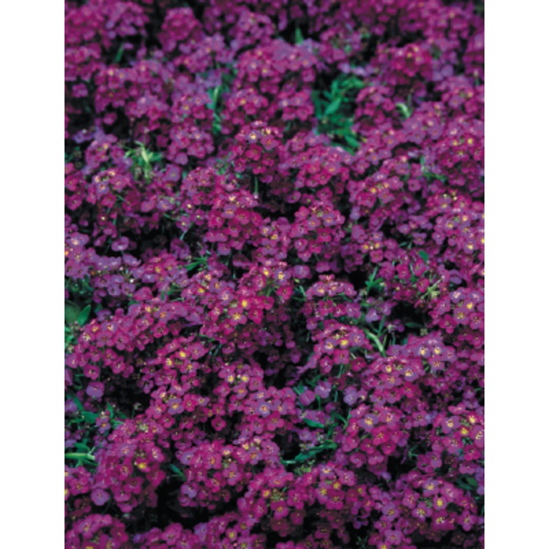Alyssum Wonderland Deep Purple Flower Seeds