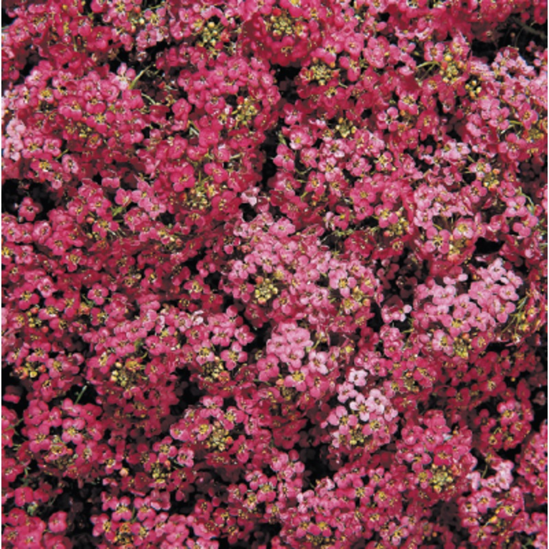 Alyssum Wonderland Deep Rose Flower Seeds