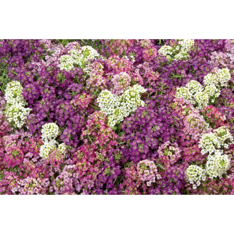 Alyssum Wonderland Mix Flower Seeds