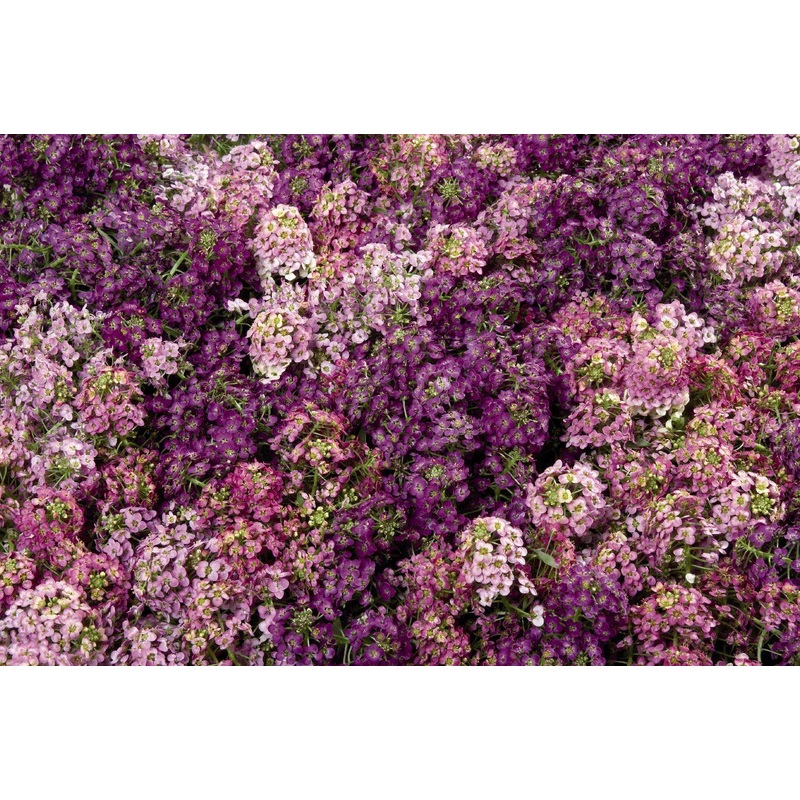 Alyssum Wonderland Mix Seeds