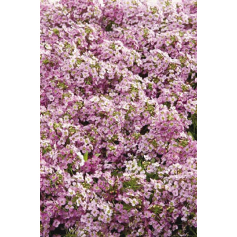 Alyssum Wonderland Pink Flower Seeds