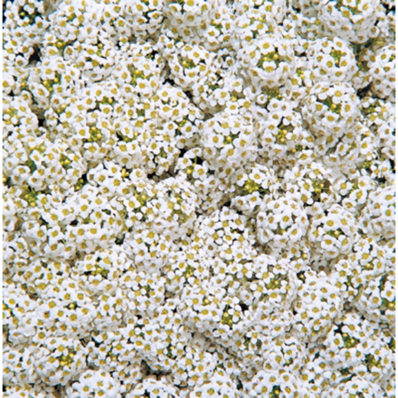 Alyssum Wonderland White Flower Seeds