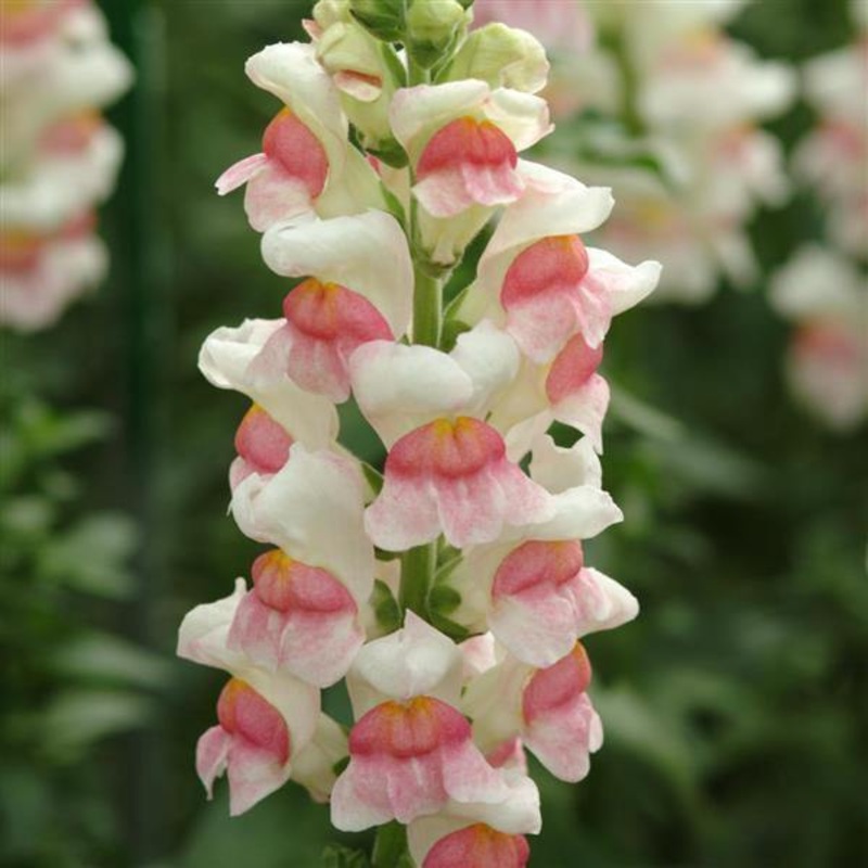 Antirrhinum Potomac Appleblossom Flower Seeds