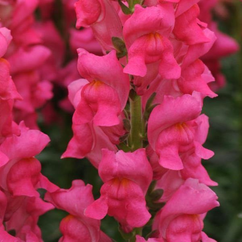Antirrhinum Potomac Cherry Rose Flower Seeds
