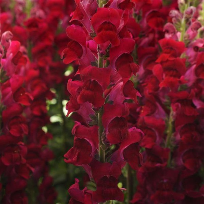 Antirrhinum Potomac Crimson Flower Seeds