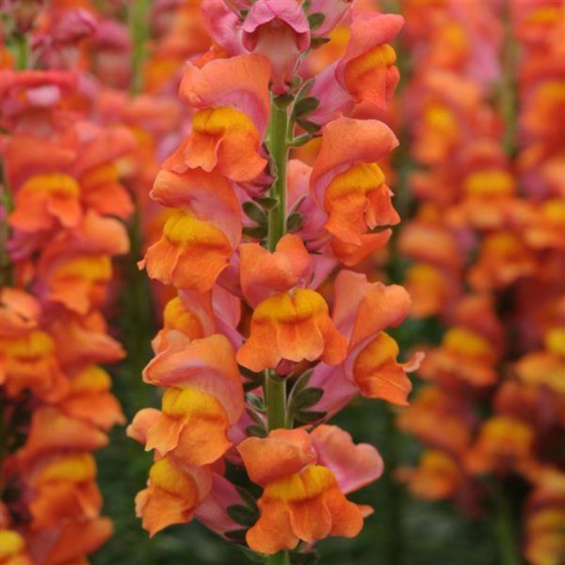 Antirrhinum Potomac Dark Orange Flower Seeds