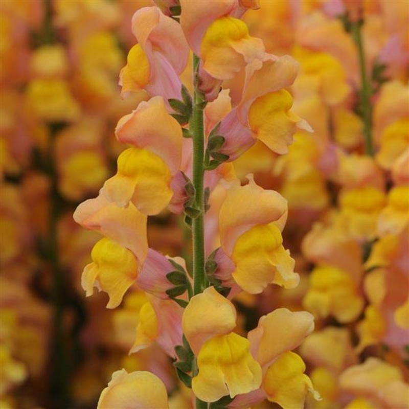 Antirrhinum Potomac Early Orange Flower Seeds