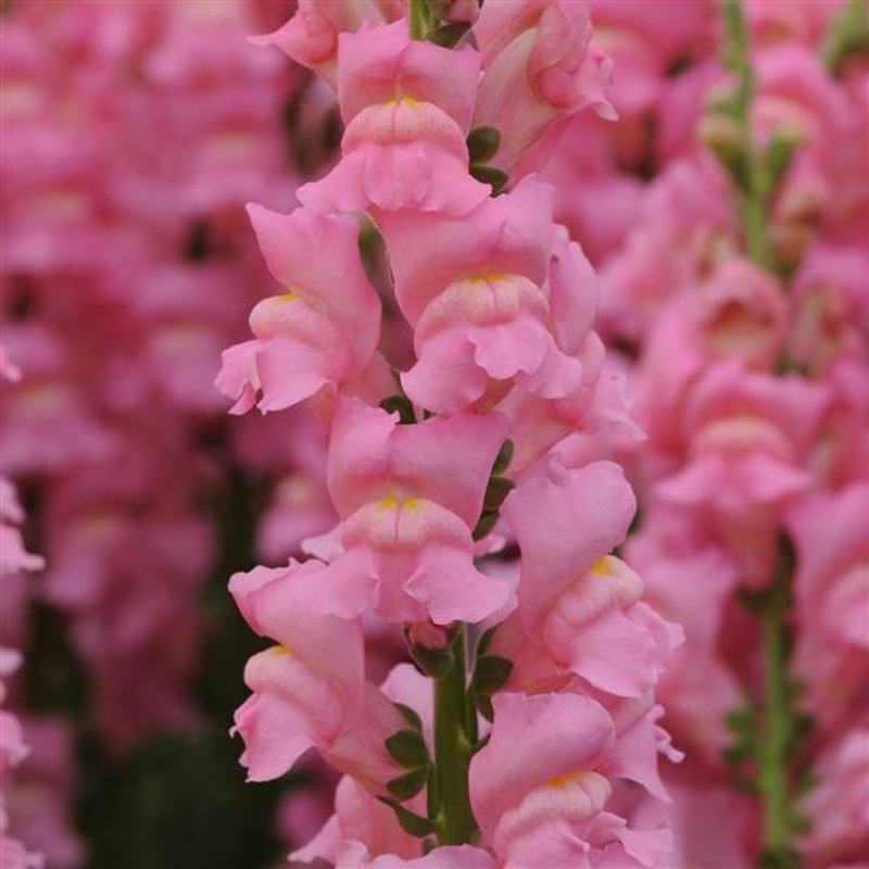 Antirrhinum Potomac Early Pink Flower Seeds