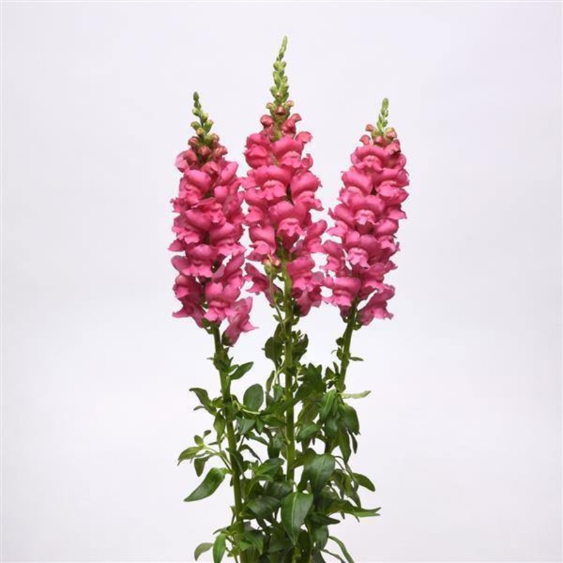 Antirrhinum Potomac Early Rose Flower Seeds