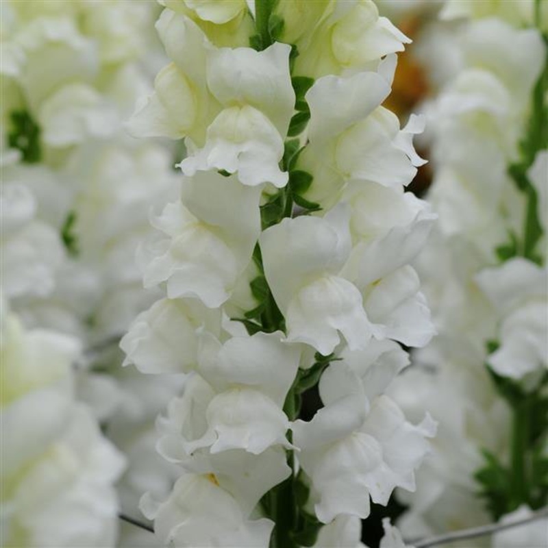 Antirrhinum Potomac Early White Flower Seeds