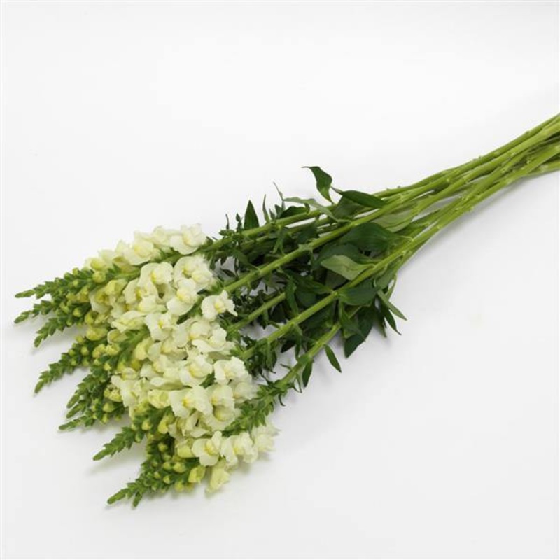 Antirrhinum Potomac Ivory White Flower Seeds