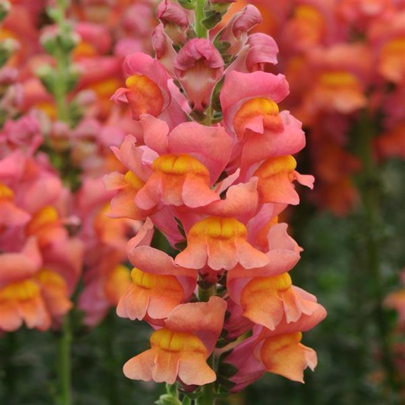 Antirrhinum Potomac Orange Flower Seeds