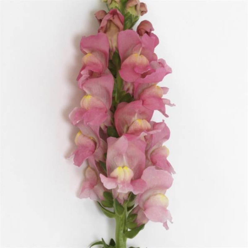 Antirrhinum Potomac Pink Flower Seeds