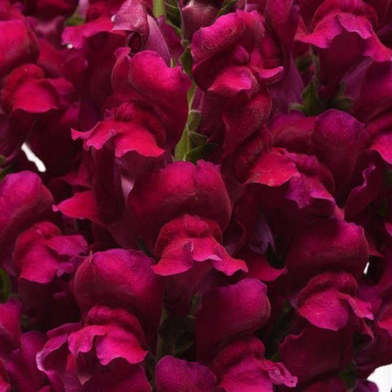 Antirrhinum Potomac Royal Flower Seeds