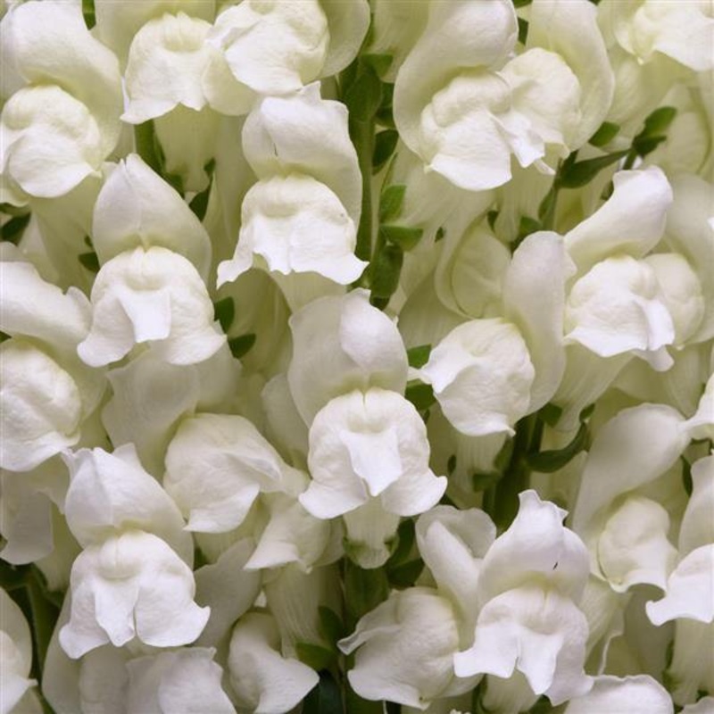 Antirrhinum Potomac White Flower Seeds