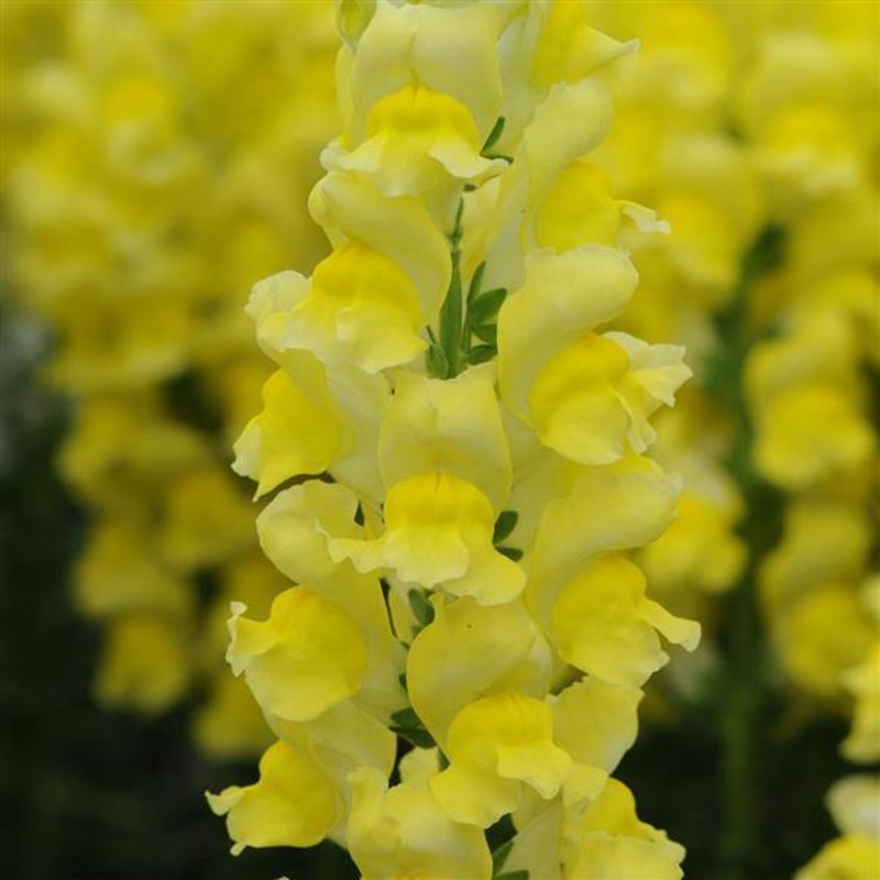 Antirrhinum Potomac Yellow Flower Seeds